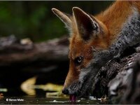 Panasonic Lumix 4,0-5,6/100-300 Power OIS