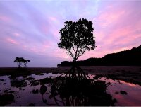 Panasonic Lumix G Vario H-F 4,0/7-14                M-FT