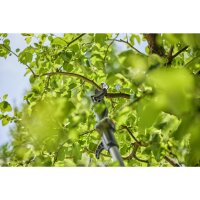 Gardena Akku-Teleskop-Baumschere HighCut 250/18V P4A solo