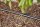 Gardena MDS Tropfbewässerung Set Hecke/Sträucher (25 m)