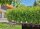 Gardena MDS Tropfbewässerung Set Hecke/Sträucher (25 m)