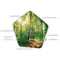 Olympia Sound of Nature Box                          1 Stück