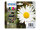 Epson Daisy Multipack 4 Farben 18XL Claria Home Ink