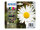 Epson Daisy Multipack 4 Farben 18 Claria Home Ink